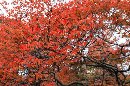 Bunkyo City,Tokyo,Japan on December6,2019:Beautiful autumn colors at Rikugien Garden.のeditorial素材