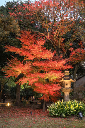 Bunkyo City,Tokyo,Japan on December6,2019:Stone lantern with autumn colors at Rikugien Garden.のeditorial素材