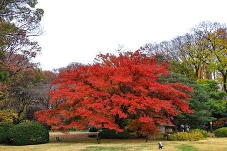 Bunkyo City,Tokyo,Japan on December6,2019:Beautiful Japanese Red Maple tree  at Rikugien Garden in autumn.のeditorial素材