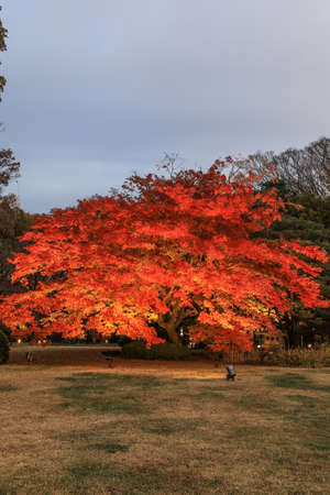 Bunkyo City,Tokyo,Japan on December6,2019:Beautiful Japanese Red Maple tree  at Rikugien Garden in autumn.のeditorial素材