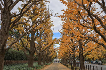 Aoyama area,Tokyo,Japan on December6,2019:Beautiful yellow tunnel at Icho Namiki-dori(Ginkgo Avenue),Meiji Jingu Gaien.のeditorial素材