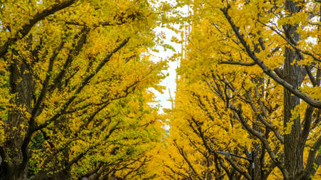 Aoyama area,Tokyo,Japan on December6,2019:Beautiful yellow tunnel at Icho Namiki-dori(Ginkgo Avenue),Meiji Jingu Gaien.のeditorial素材