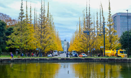 Icho Namiki-dori(Ginkgo Avenue),Meiji Jingu Gaien,Aoyama area,Tokyo,Japan on December6,2019:Panoramic view of gingko-lined street in autumn.のeditorial素材