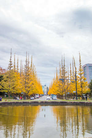 Icho Namiki-dori(Ginkgo Avenue),Meiji Jingu Gaien,Aoyama area,Tokyo,Japan on December6,2019:Panoramic view of gingko-lined street in autumn.のeditorial素材