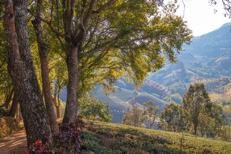 Beautiful landscape of  Wang Put Tan Tea Plantation,Doi Mae Salong,Chiang Rai province,Northern...