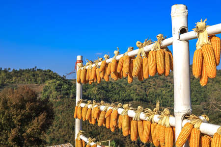 Chiang Rai province,Northern Thailand on January 17,2020:Rows of maizes hanging on white painted bamboo trunks as decoration in the garden at  Wang Put Tan Tea Plantation,Doi Mae Salong.(selective focus)のeditorial素材