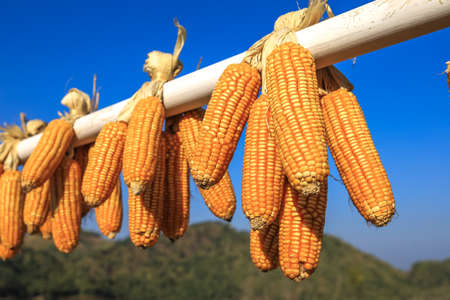 Chiang Rai province,Northern Thailand on January 17,2020:Rows of maizes hanging on white painted bamboo trunks as decoration in the garden at  Wang Put Tan Tea Plantation,Doi Mae Salong.(selective focus)のeditorial素材