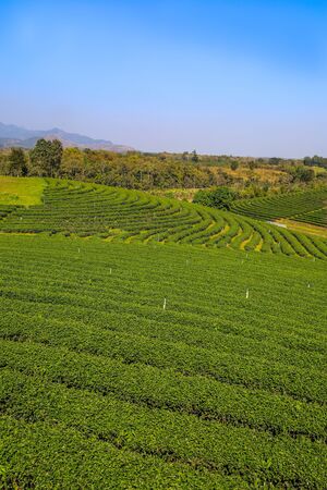 Beautiful landscape of Choui Fong Tea Plantation,Mae Chan District,Chiang Rai,Northern Thailandの写真素材