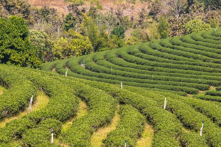 Beautiful landscape of Choui Fong Tea Plantation,Mae Chan District,Chiang Rai,Northern Thailandの写真素材