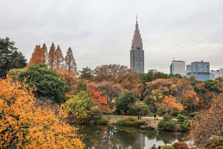 Tokyo, Japan on December 7, 2019: Fall foliage at Shinjuku Gyoen.With NTT Docomo Yoyogi Building in the distance.のeditorial素材