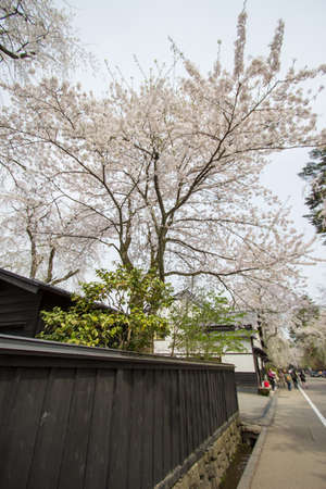 Samurai District of Kakunodate,Akita,Tohoku,Japan on April 27,2018:Fully bloomed cherry blossoms in spring.のeditorial素材