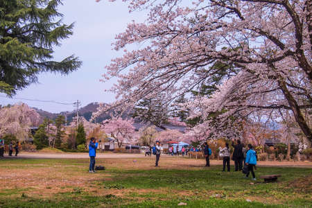 Samurai District of Kakunodate,Akita,Tohoku,Japan on April 27,2018:Fully bloomed cherry blossoms in spring.のeditorial素材