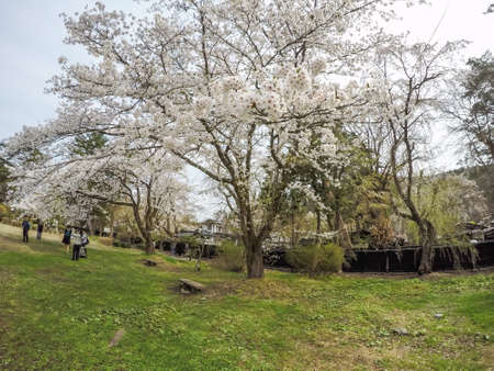 Samurai District of Kakunodate,Akita,Tohoku,Japan on April 27,2018:Fully bloomed cherry blossoms in spring.のeditorial素材