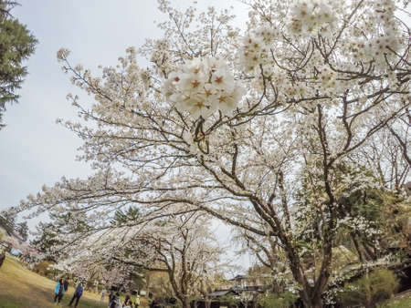 Samurai District of Kakunodate,Akita,Tohoku,Japan on April 27,2018:Fully bloomed cherry blossoms in spring.のeditorial素材