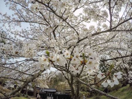Samurai District of Kakunodate,Akita,Tohoku,Japan on April 27,2018:Fully bloomed cherry blossoms in spring.のeditorial素材