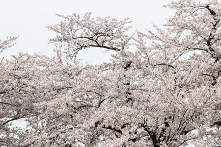 Samurai District of Kakunodate,Akita,Tohoku,Japan on April 27,2018:Fully bloomed cherry blossoms in spring.のeditorial素材