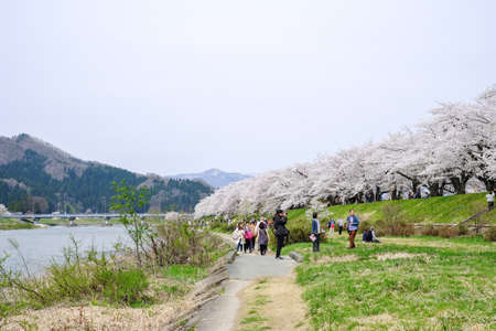 Kakunodate,Akita,Tohoku,Japan on April 27,2018:Fully bloomed cherry blossoms along Hinokinai River in spring.(selective focus)のeditorial素材
