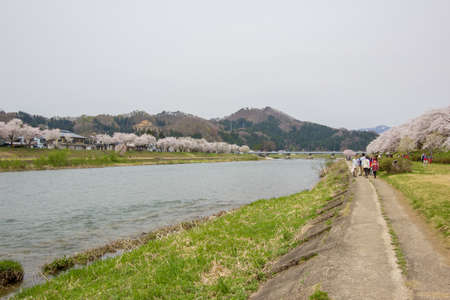 Kakunodate,Akita,Tohoku,Japan on April 27,2018:Fully bloomed cherry blossoms along Hinokinai River in spring.(selective focus)のeditorial素材