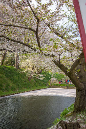 Hirosaki Cherry Blossom Festival 2018 at Hirosaki Park,Aomori,Tohoku,Japan on April 28,2018:Spectacular views of outer moat filled with cherry blossom petals,may be calledのeditorial素材