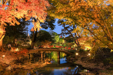 Bunkyo City,Tokyo,Japan on December6,2019:Illumination at Rikugien Garden in autumn.The contrast of the leaves against the dark night sky makes their colors seem even more vibrant than in the daytime.のeditorial素材