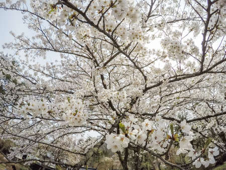 Samurai District of Kakunodate,Akita,Tohoku,Japan on April 27,2018:Fully bloomed cherry blossoms in spring.のeditorial素材