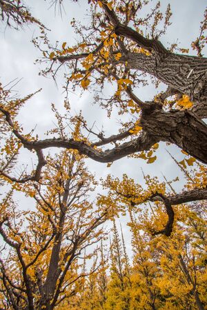 Beautiful yellow Ginkgo leaves at Icho Namiki-dori(Ginkgo Avenue),Meiji Jingu Gaien,Aoyama area,Tokyo,Japan.の写真素材