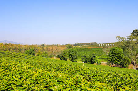 Mae Chan District,Chiang Rai,Northern Thailand on January 17,2020:Beautiful landscape of Choui Fong Tea Plantation.のeditorial素材