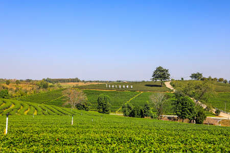 Mae Chan District,Chiang Rai,Northern Thailand on January 17,2020:Beautiful landscape of Choui Fong Tea Plantation.のeditorial素材