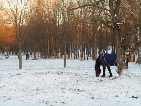 Horses in the snow parkの写真素材
