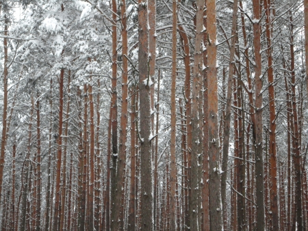 Winter landscape forest under snow background