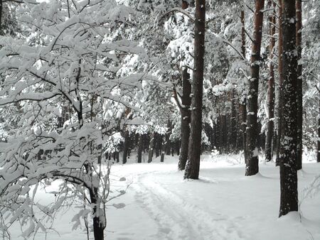 Winter landscape forest under snowの写真素材
