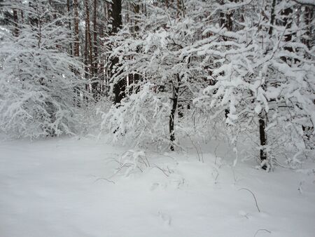 Winter landscape forest under snowの写真素材
