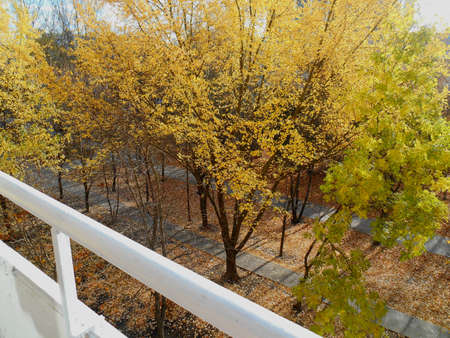 Autumn landscape yellow trees  in the solar dayの写真素材