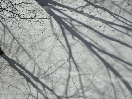 Winter flora background shadowの写真素材