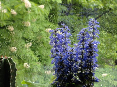 Violet flowers on the green nature backgroundの写真素材