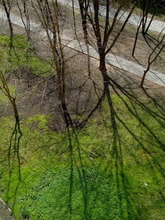 Spring landscape shade of the trees on earthの写真素材