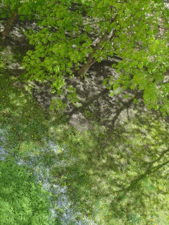 Spring landscape green foliageの写真素材