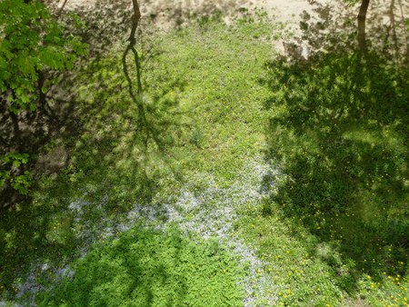 Spring landscape green foliageの写真素材