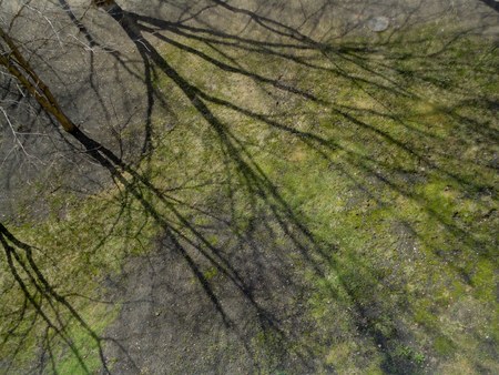 Spring flora shade of the trees on earthの写真素材