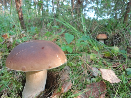 Boletus edulis in the forestの写真素材