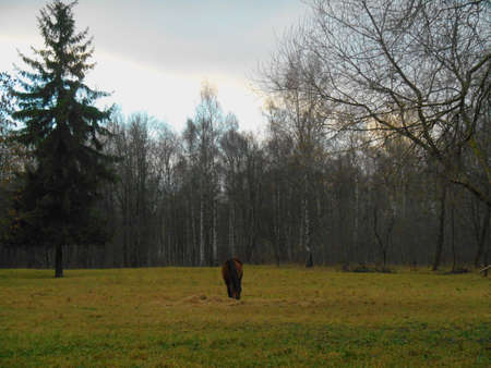 Landscape horse in the parkの写真素材