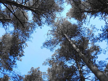 Pine trees against the blue skyの写真素材