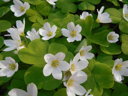 White flowersの写真素材