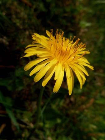 Yellow flower dandelionの写真素材