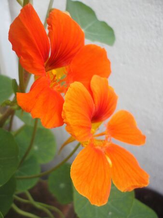  Orange nasturtium flowers の写真素材
