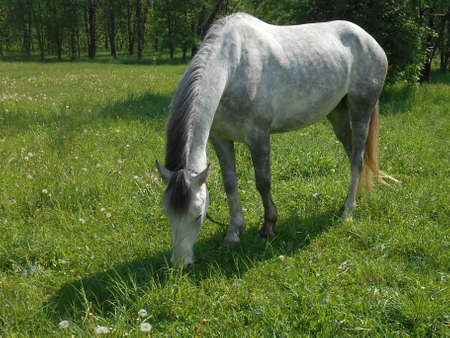 Gray horse on green grass in summer parkの写真素材