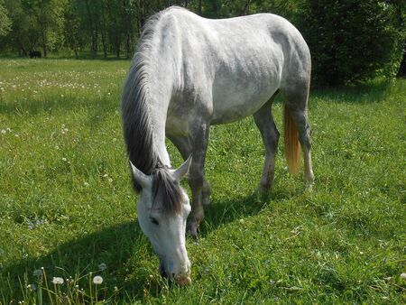Gray horse on green grass in summer parkの写真素材