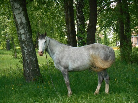 Gray horse on green grassの写真素材