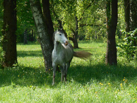 Gray horse on green grass in summer parkの写真素材