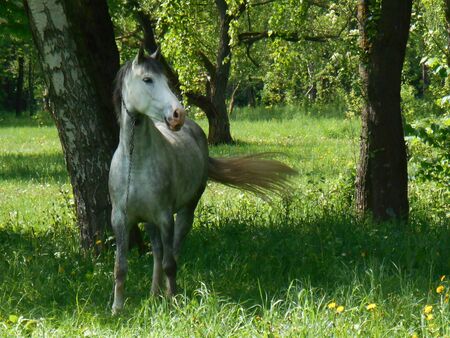 Gray horse on green grass in summer parkの写真素材